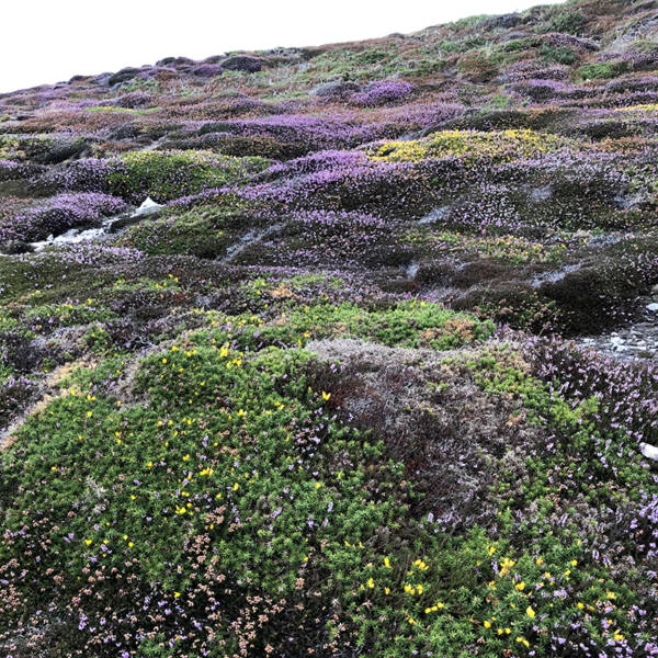 Crozon